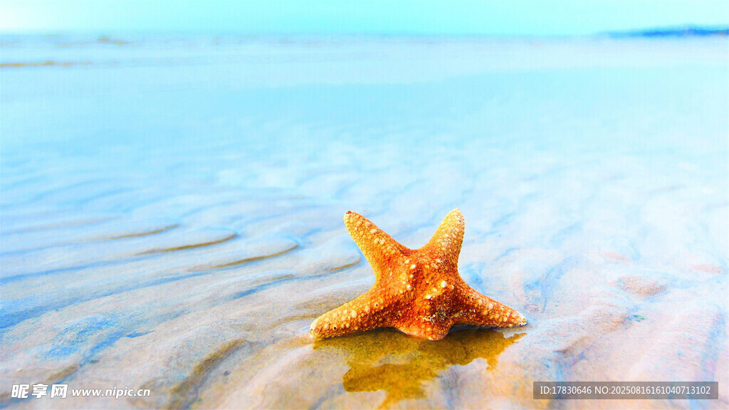 浅滩上的橙色海星