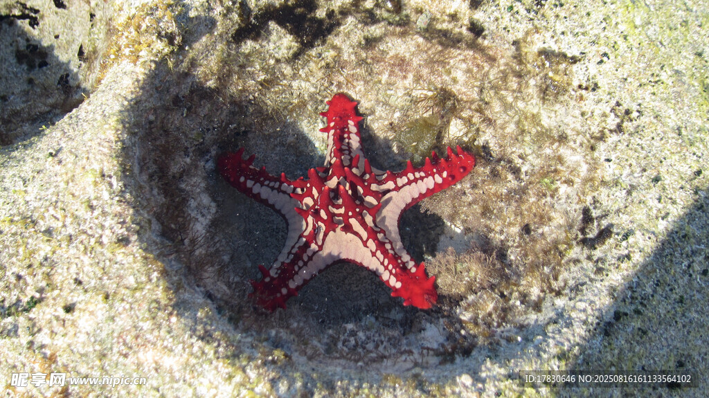 沙滩上的红色海星