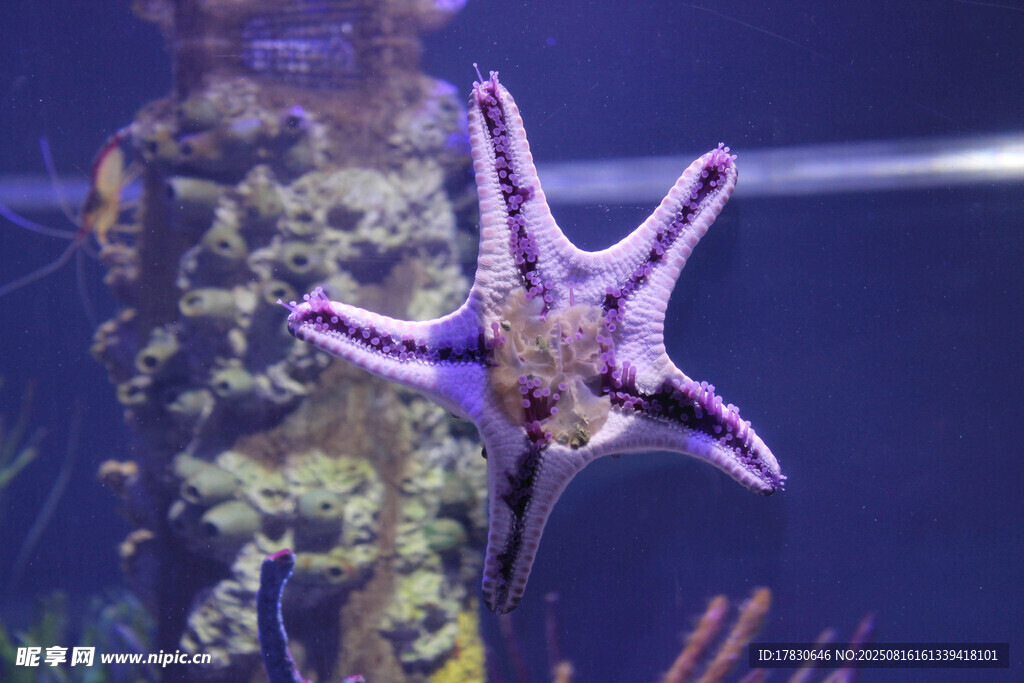 水族箱中的紫色海星
