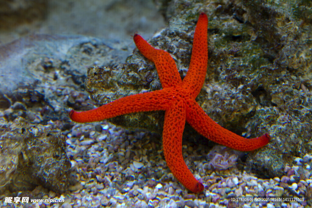 海底红色海星特写