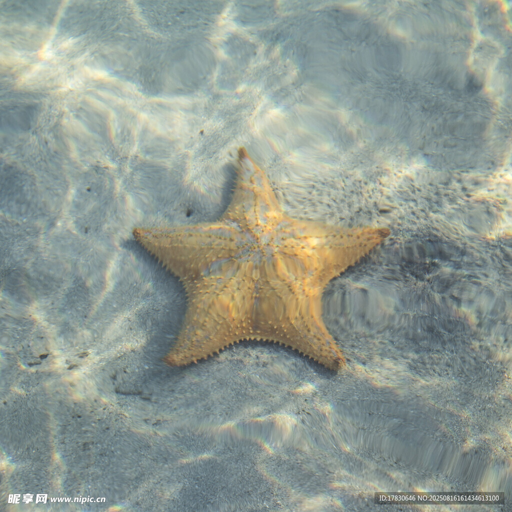 沙滩上的海星