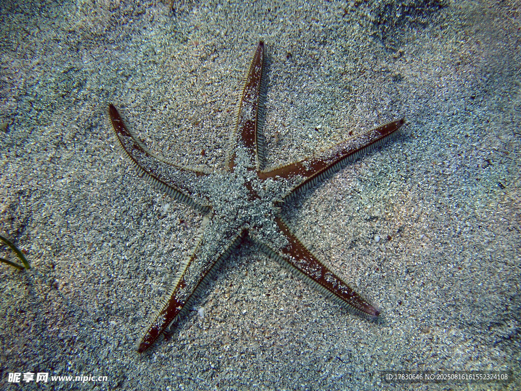 海底海星特写