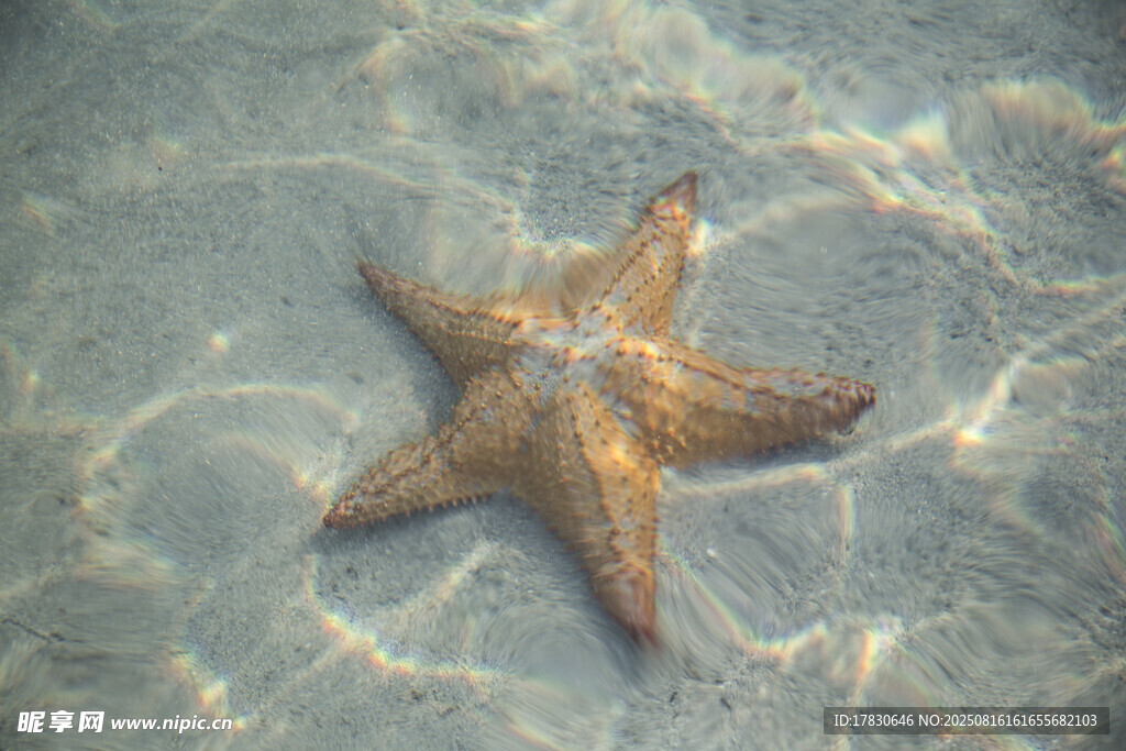 浅海沙地上的孤独海星
