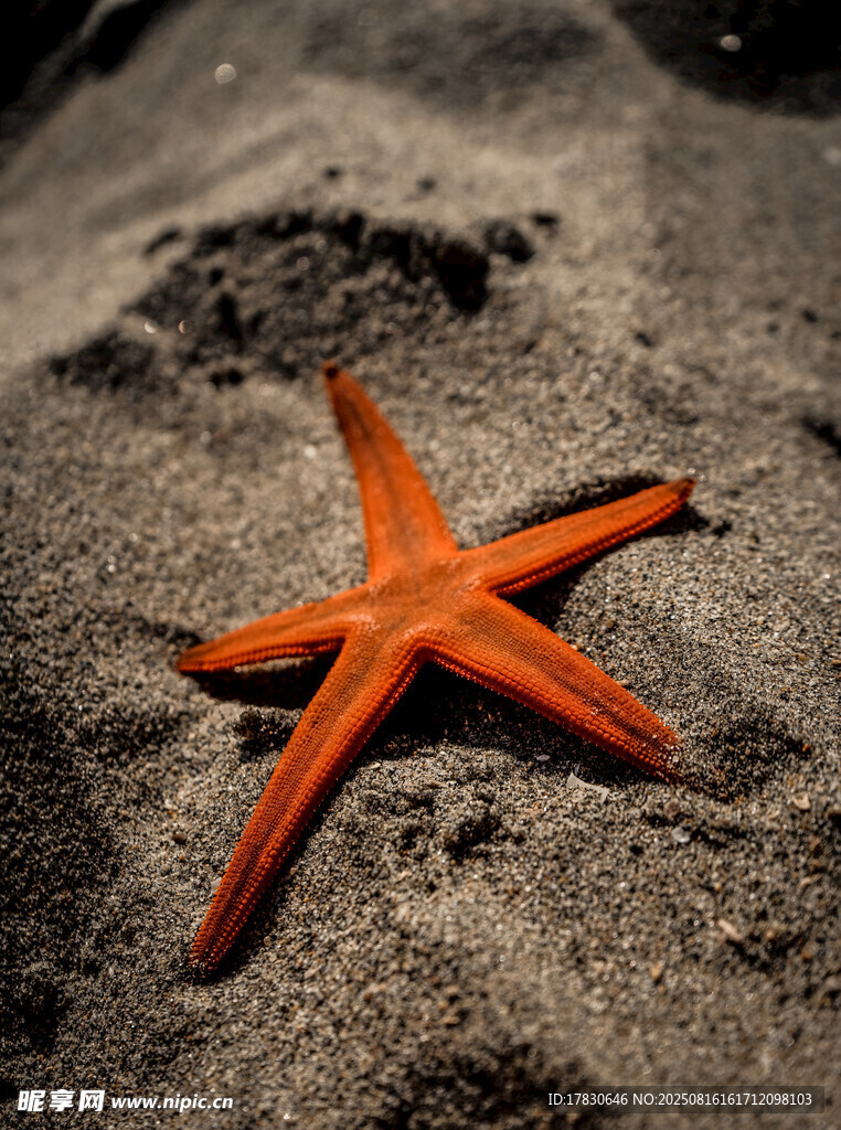 沙滩上的橙色海星