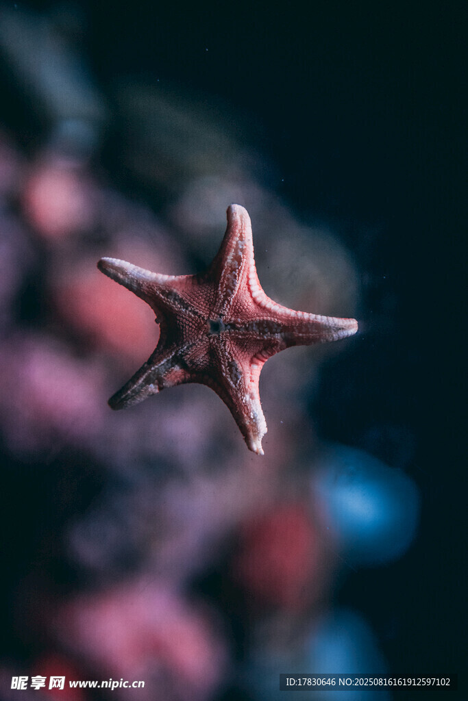 深海中的红色海星