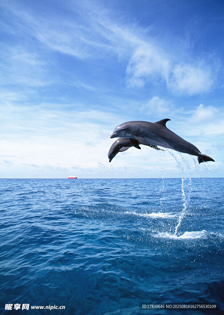 海豚跃出蔚蓝海面