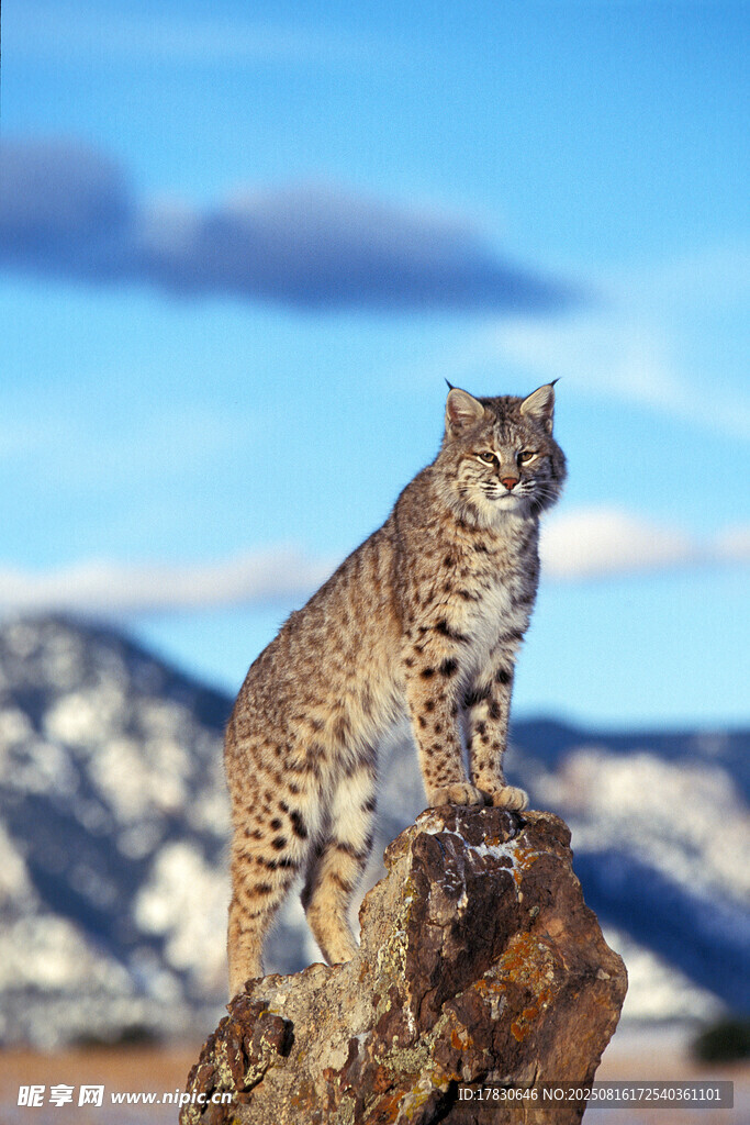 猞猁