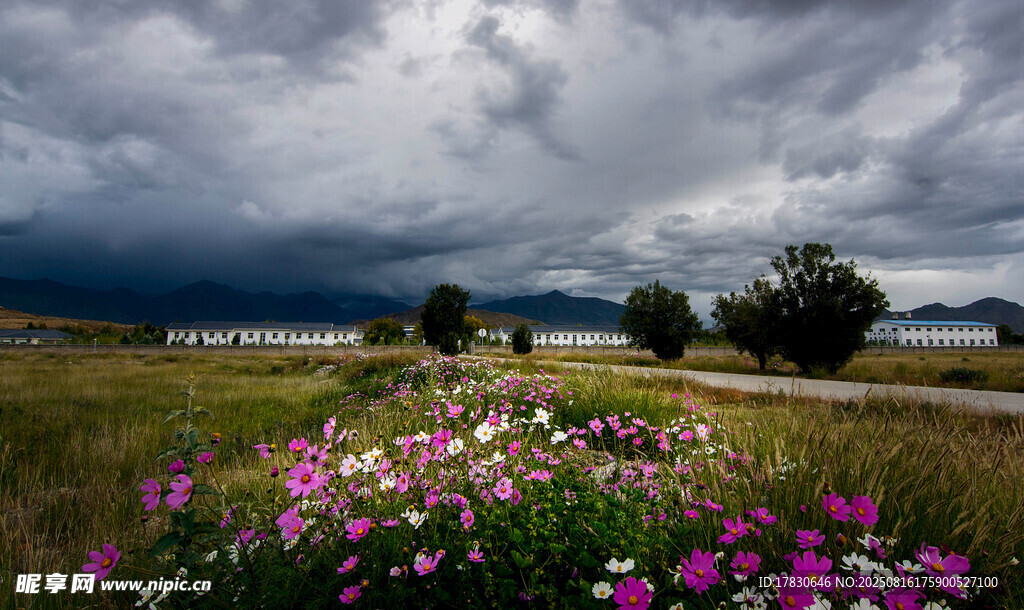 花海之上乌云笼罩的美景