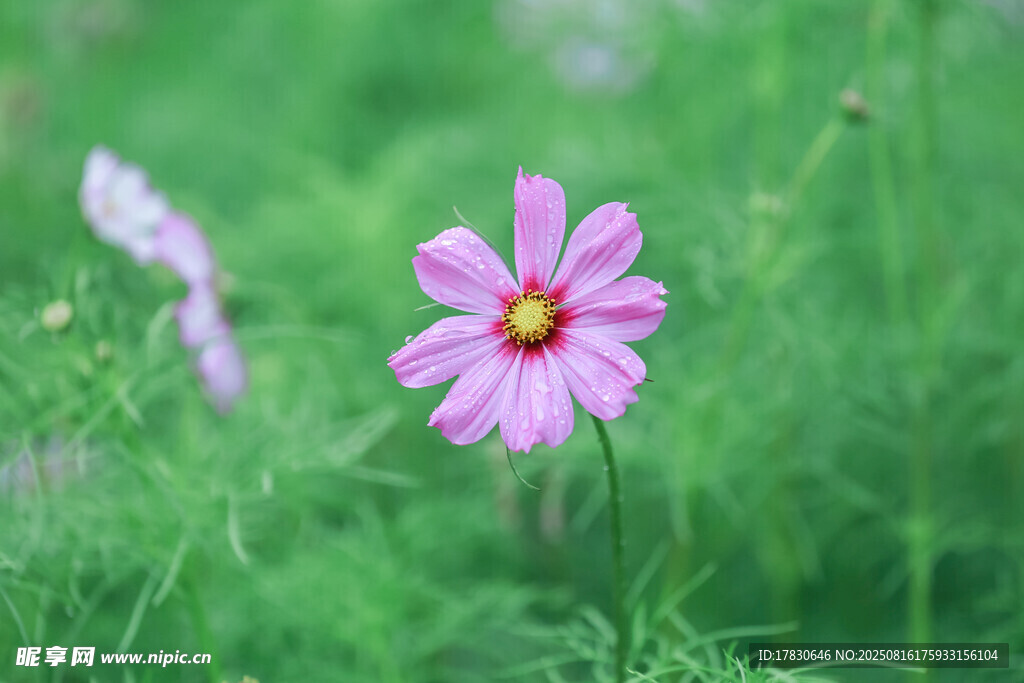 田野中的粉色波斯菊