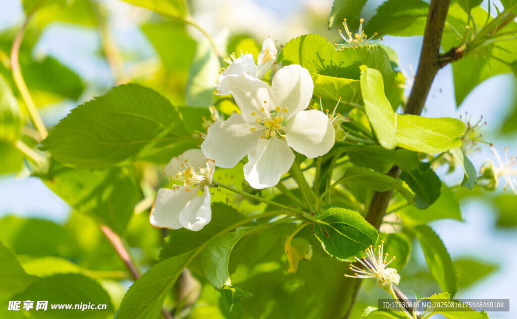 枝头绽放的洁白花朵