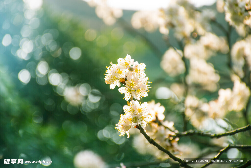 春日绽放的淡黄花朵