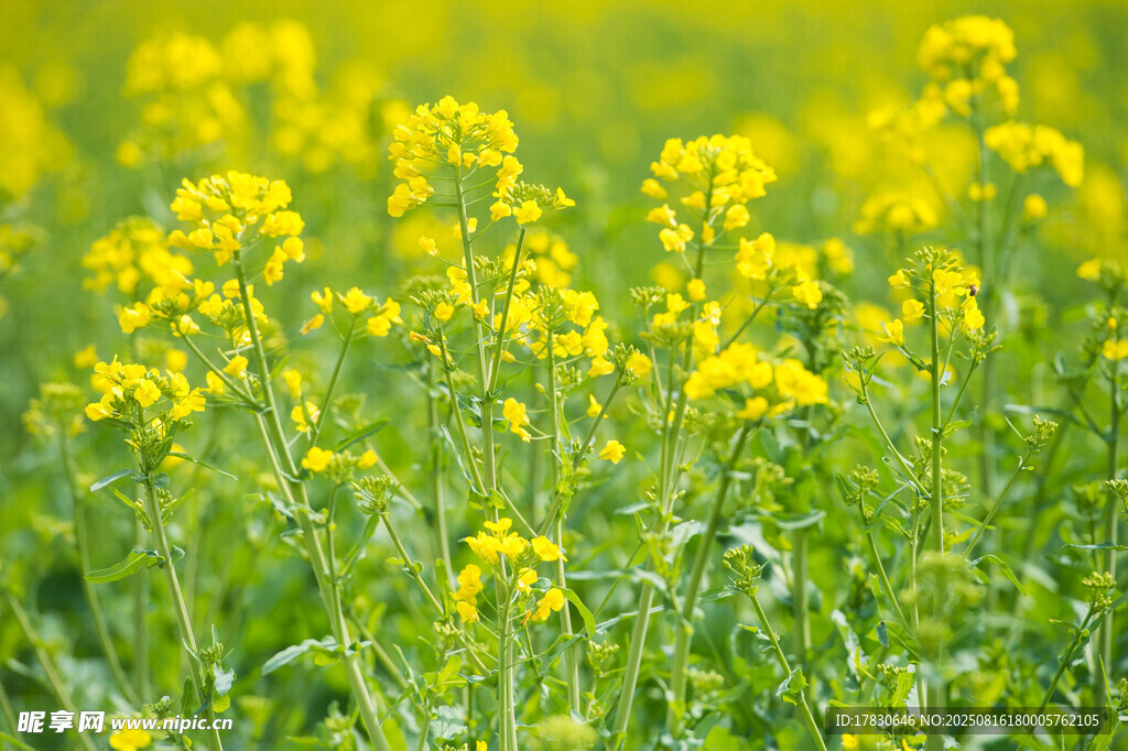 春日油菜花田美景