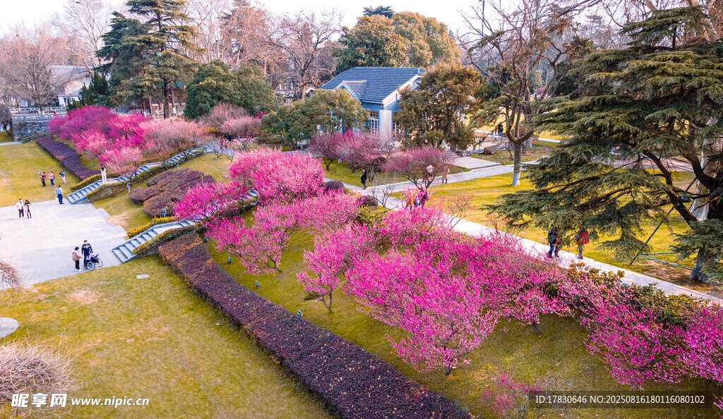 春日烂漫樱花景观