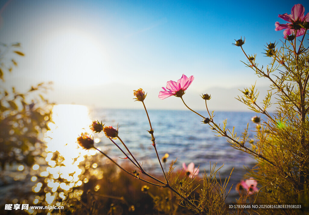 海边烂漫花卉与阳光美景