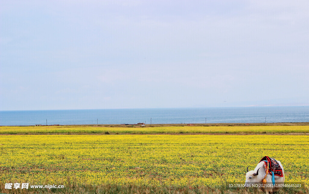 花海中的浪漫情侣漫步