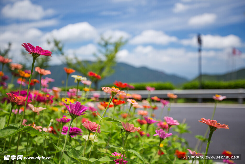 路边绚烂花丛与远山美景