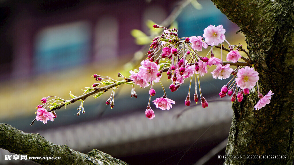 枝头绽放的粉嫩樱花