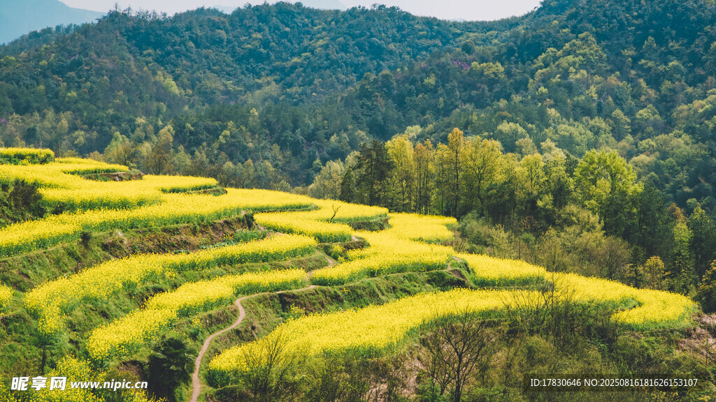 山间梯田油菜花美景