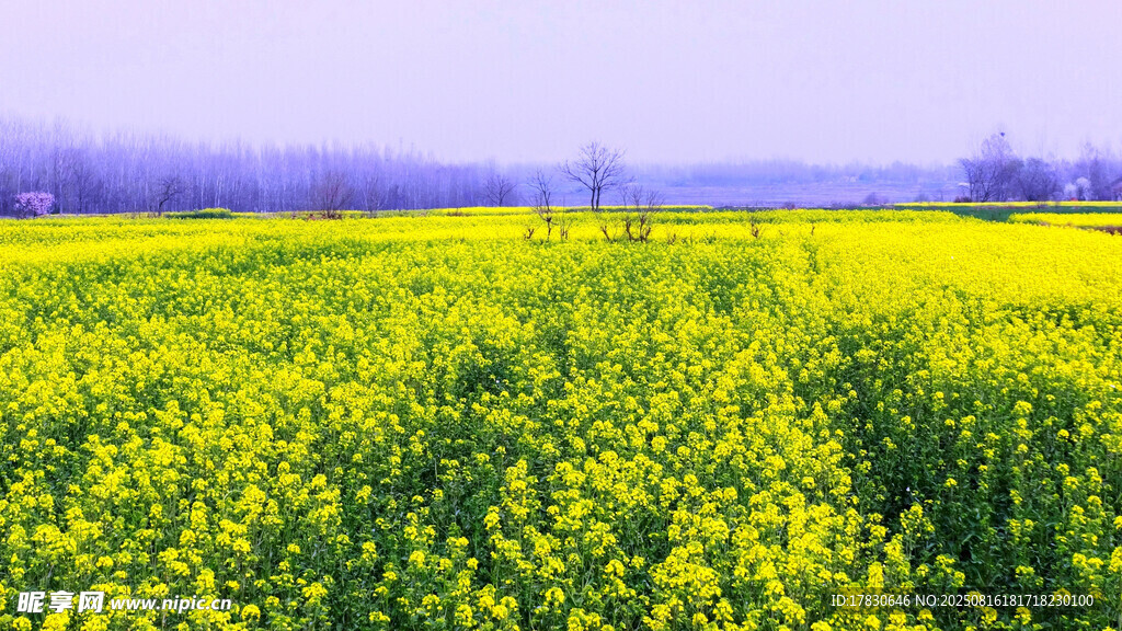 金黄油菜花田田园美景