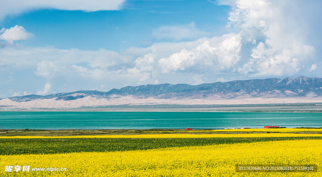 青海湖畔油菜花海美景