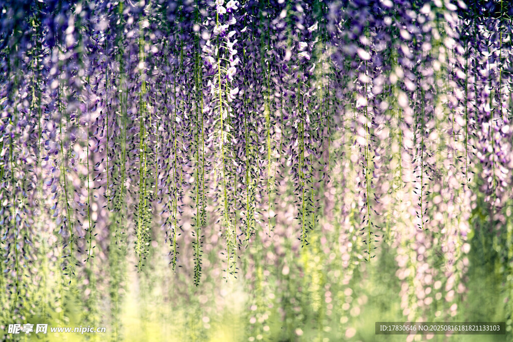 梦幻紫藤花海美景