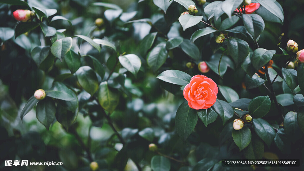 绿叶间娇艳的红色山茶花