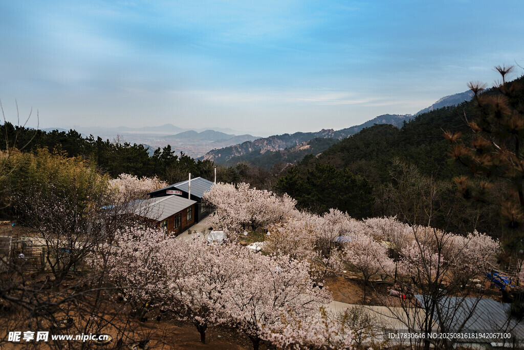 山间烂漫樱花景