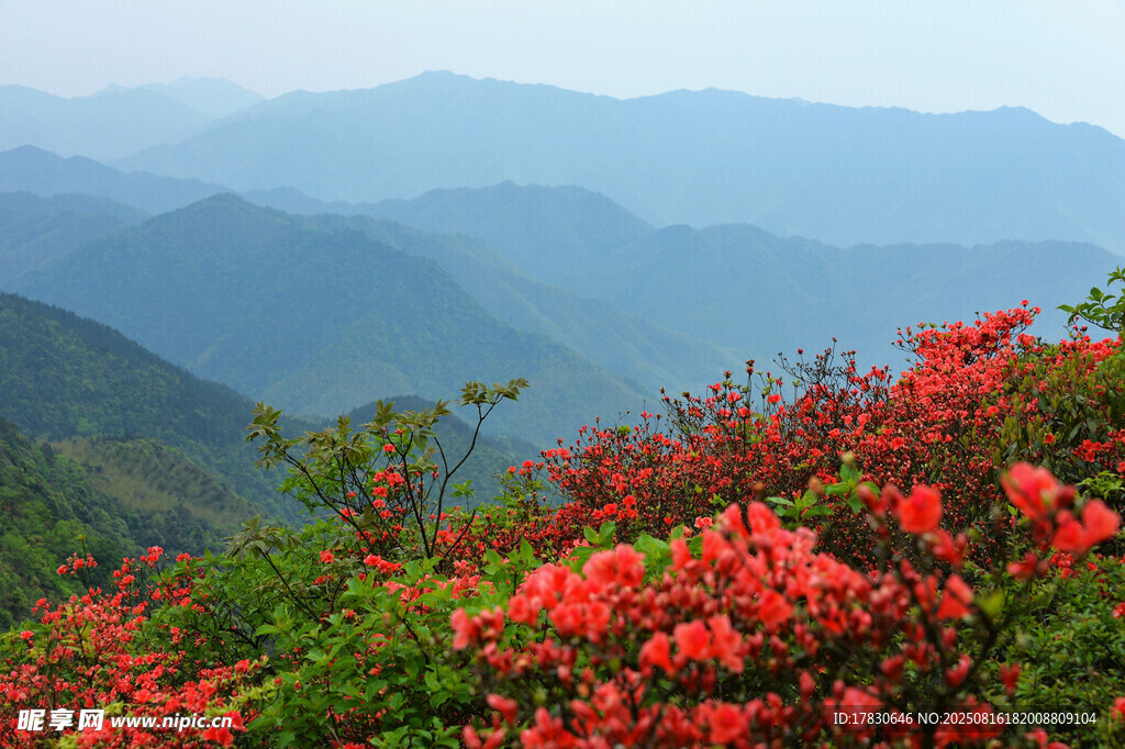 山间烂漫杜鹃映青山