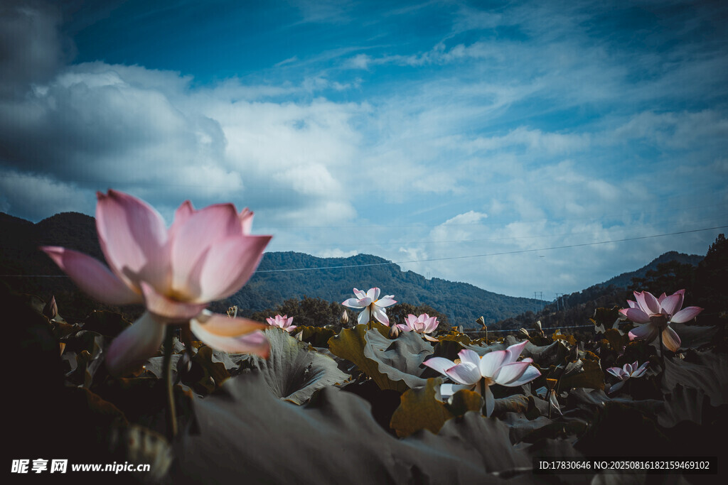 山间绽放的美丽粉色花朵