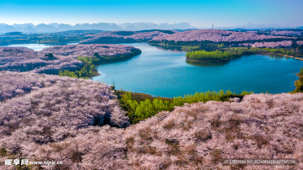 湖畔樱花烂漫美景