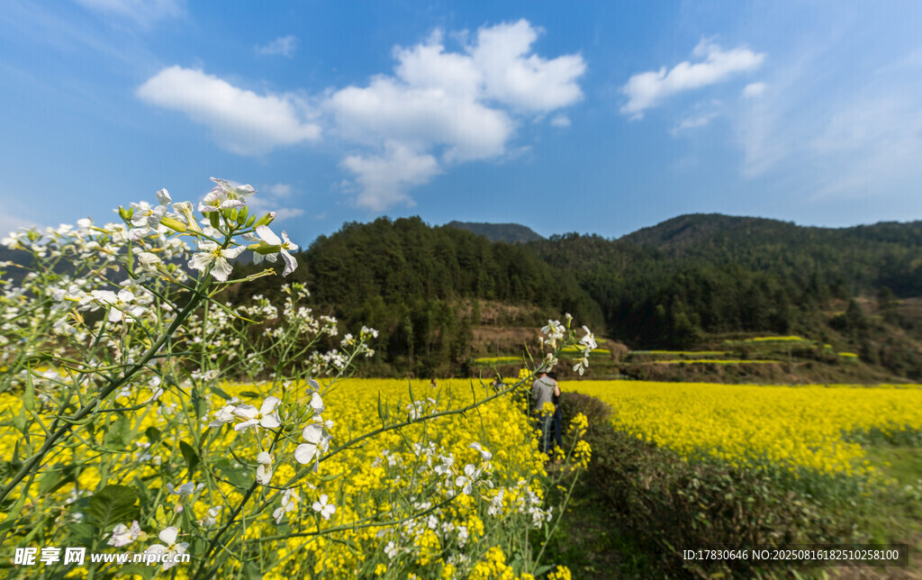 春日田野花海美景