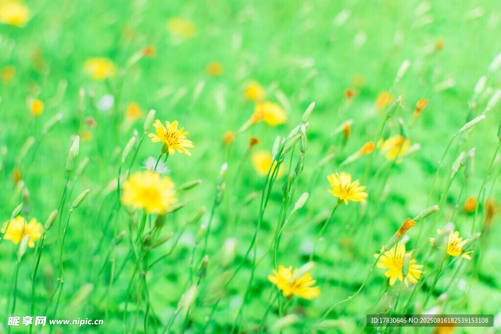 春日黄花绿地美景