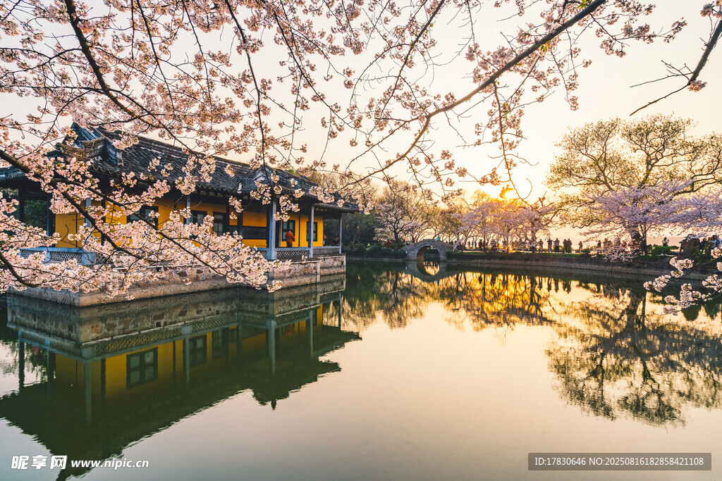 春日湖畔烂漫樱花古建筑