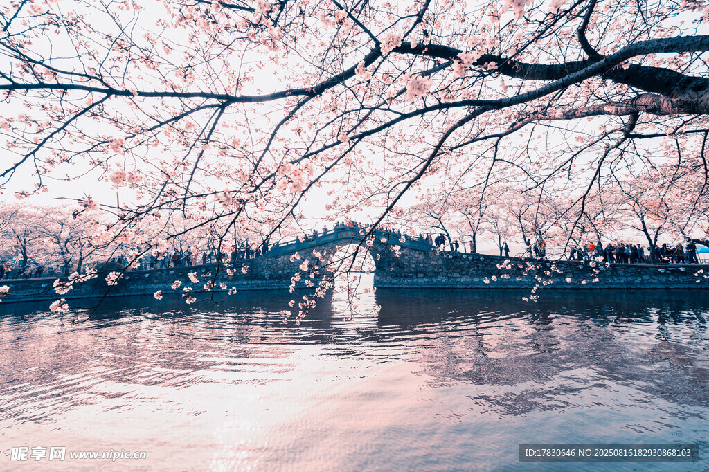 湖畔樱花美景