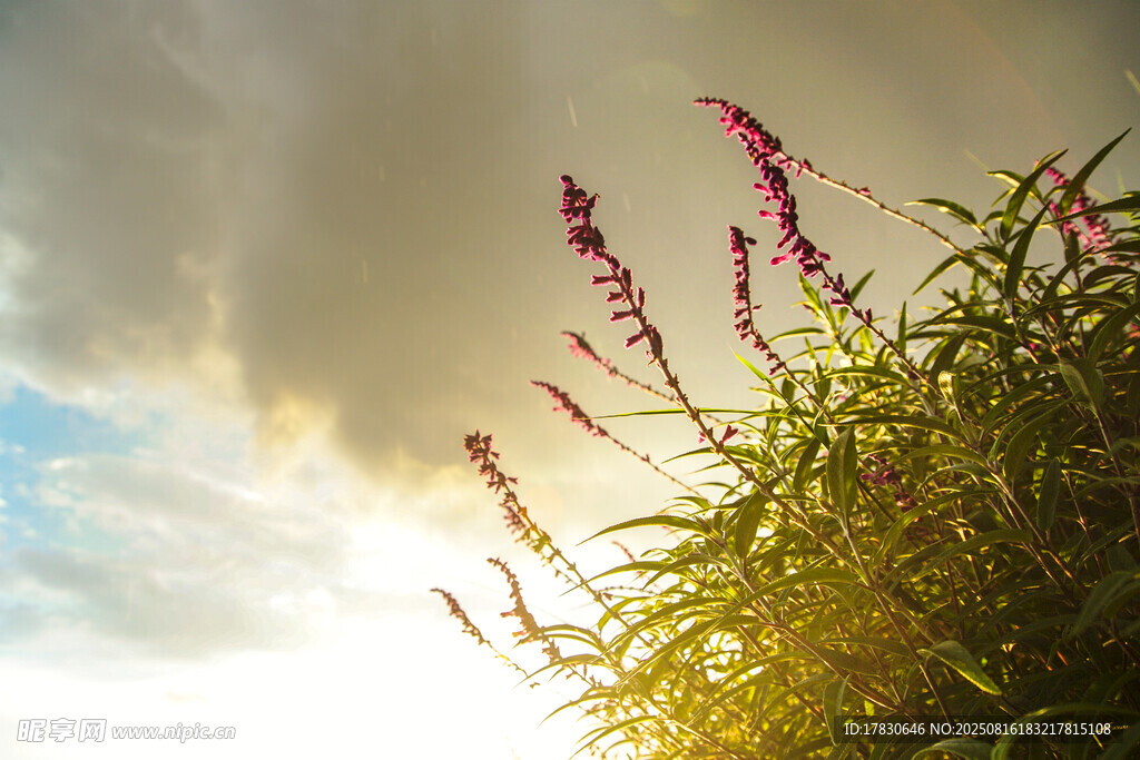 夕阳下的花草美景