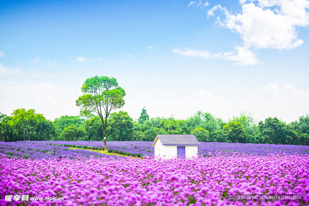 紫色薰衣草花海中的小屋