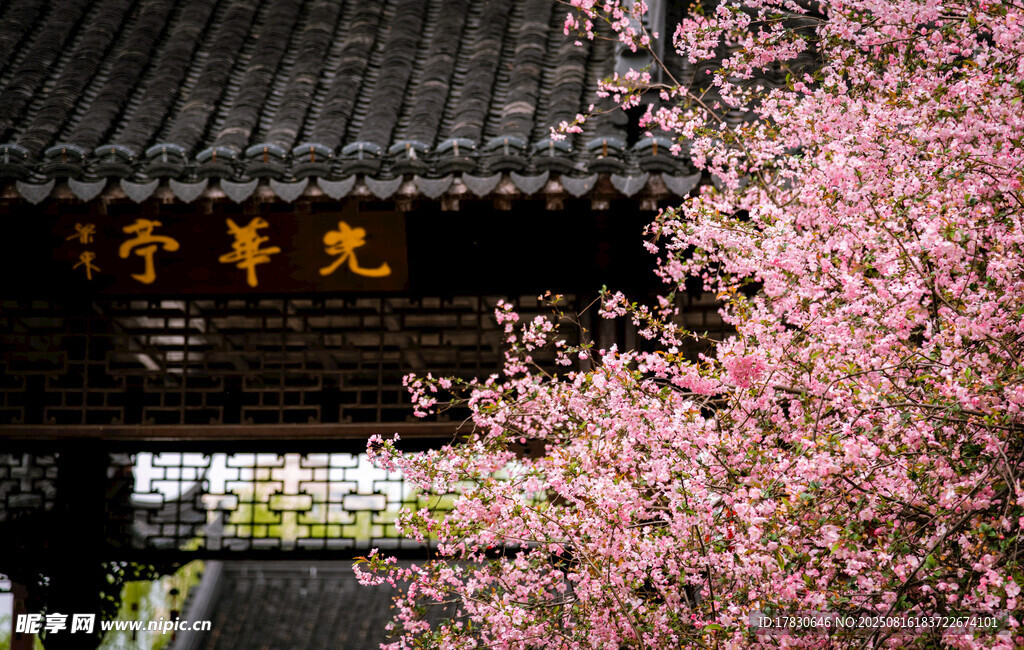 古建旁盛开的烂漫樱花