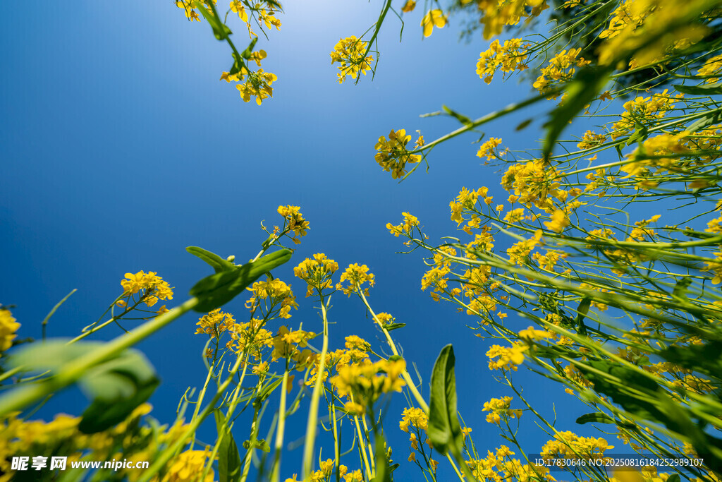 仰望蓝天中的灿烂油菜花