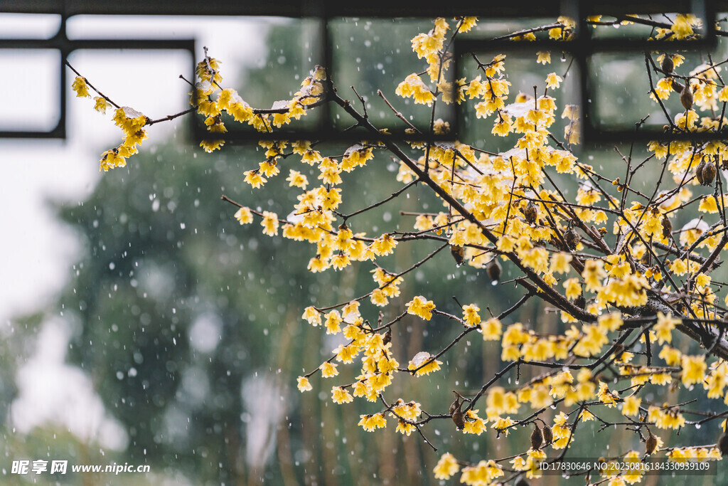 雨中绽放的金黄花枝