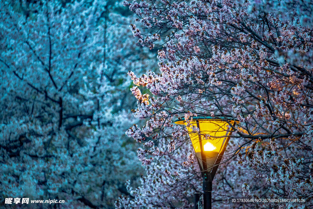 雪夜路灯下的静谧树林