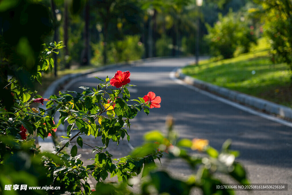 路边繁花伴绿荫小道