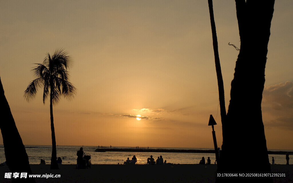 夕阳下的海滨棕榈树