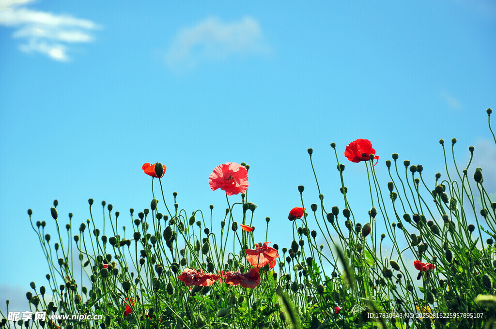 格桑花