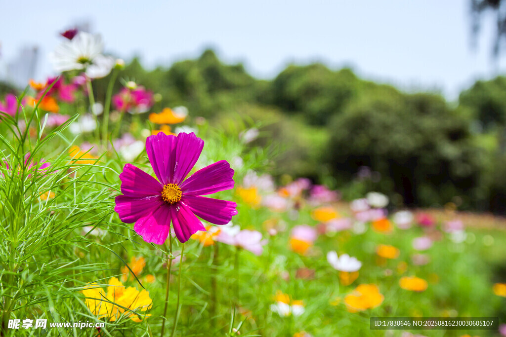 格桑花