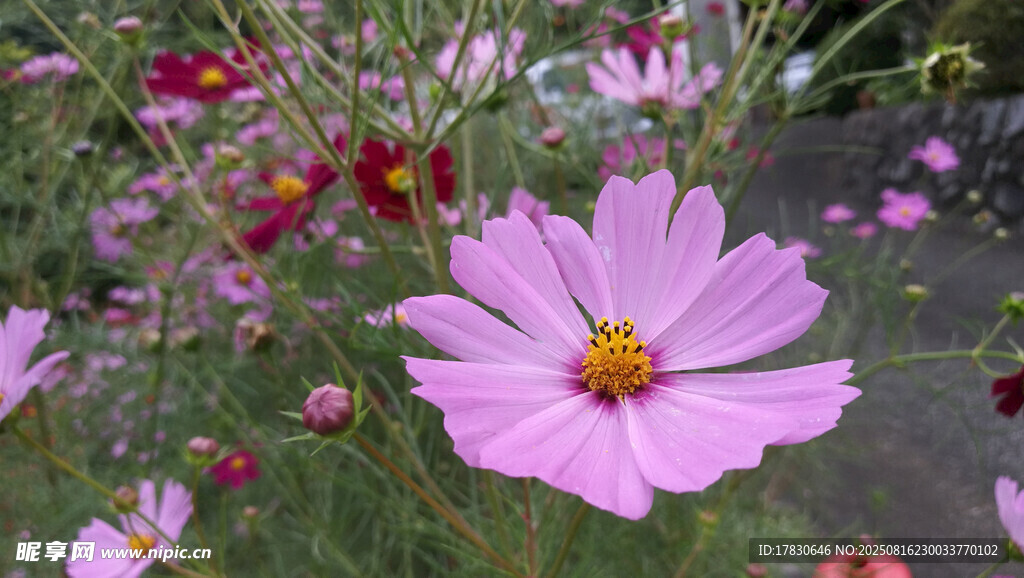 格桑花