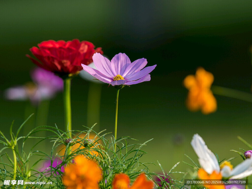 格桑花