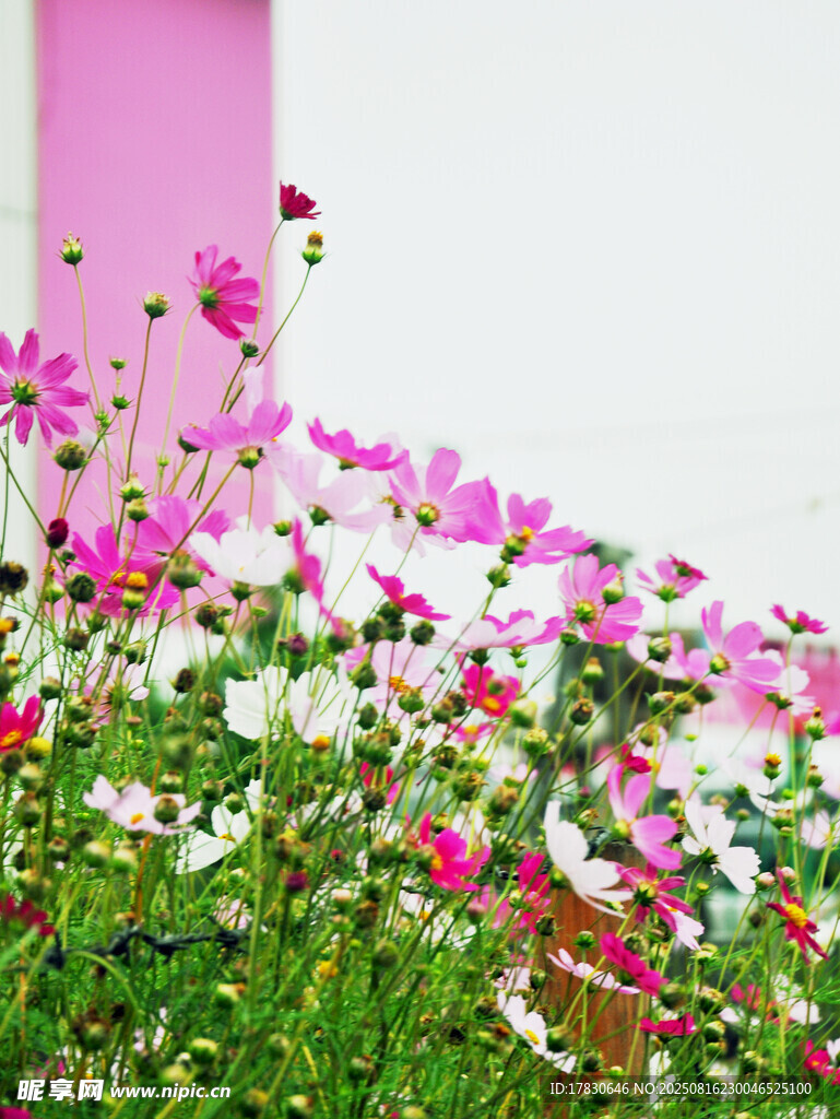 格桑花