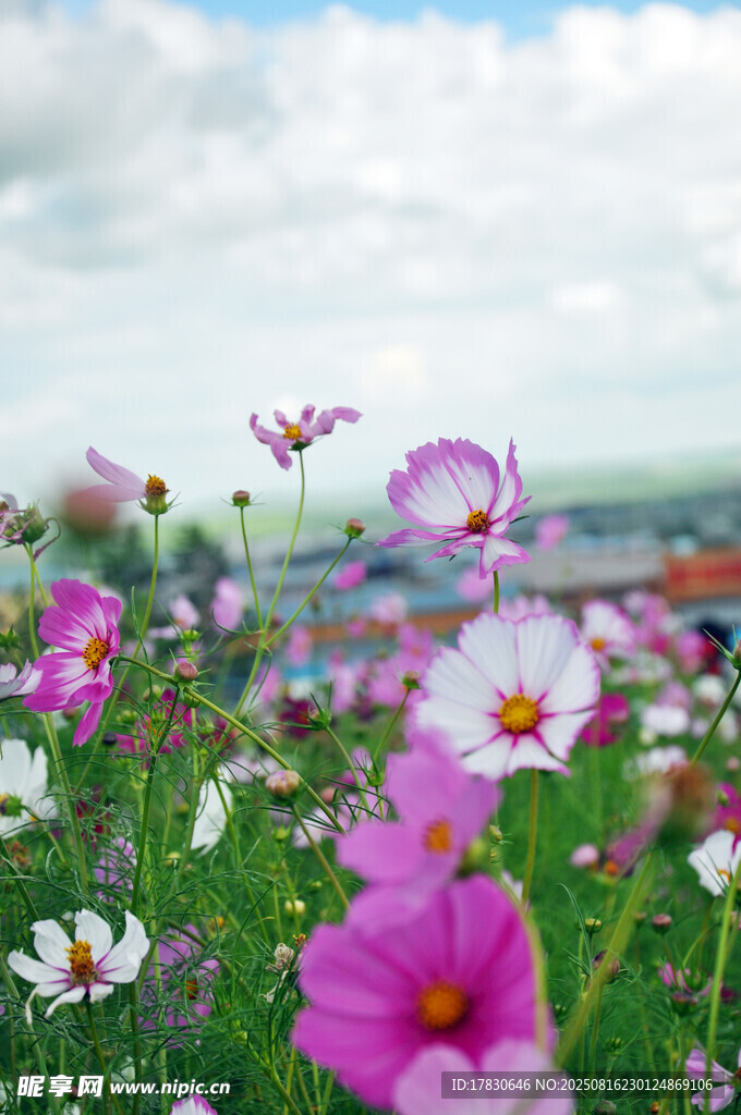 格桑花