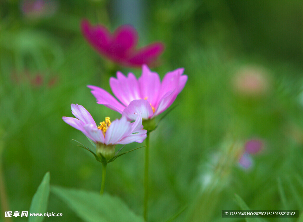 格桑花