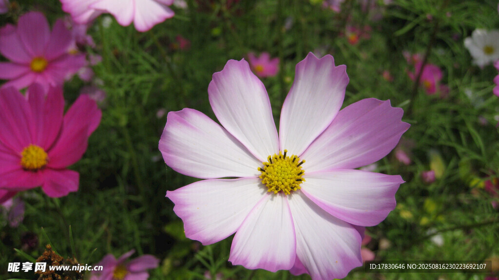 格桑花